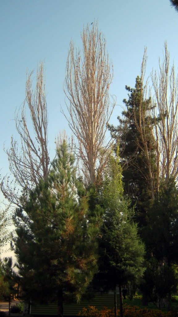 The garden of the mausoleum in the morning.
