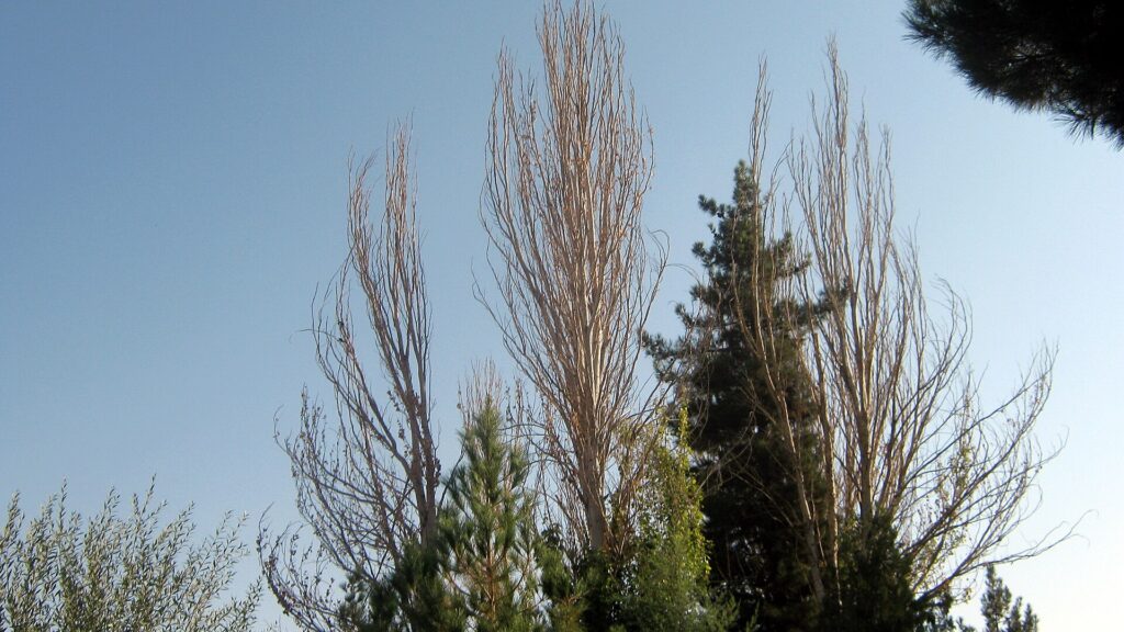 Trees at the mausoleum.