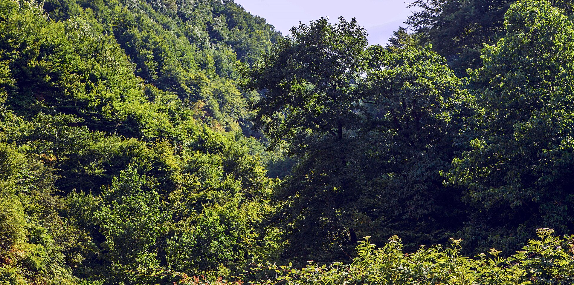 Hyrcanian forest in Gilan province.
