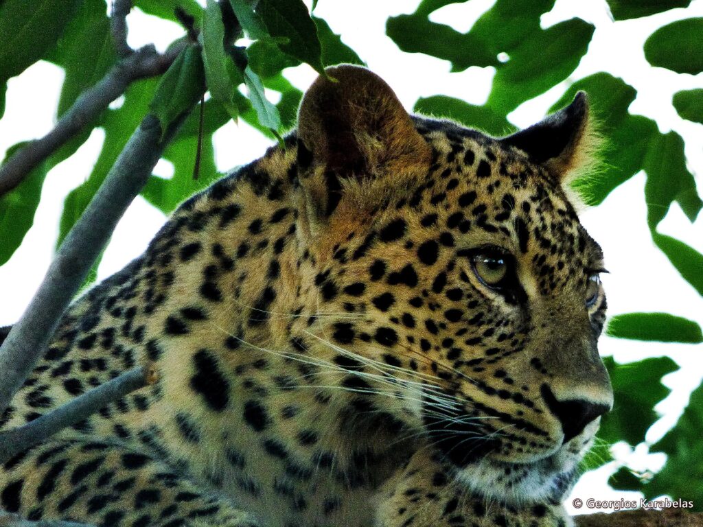 A Persian leopard.
