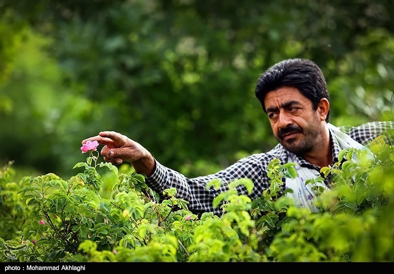 Rose water being made in Qamsar, near Kashan.