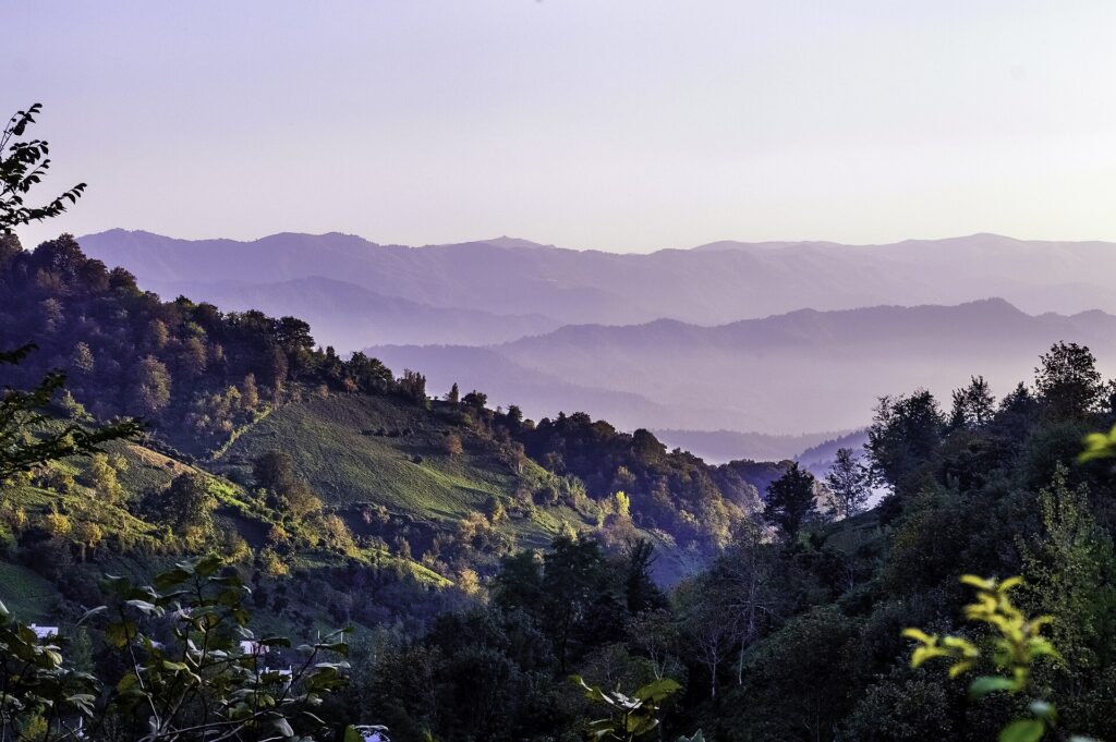 Tea plantations around Lahijan.