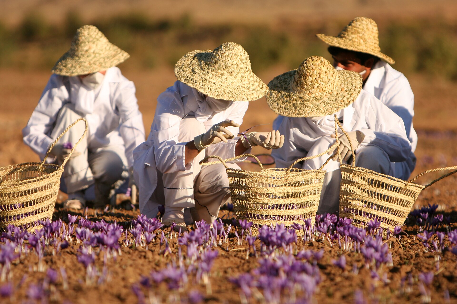 A saffron field.